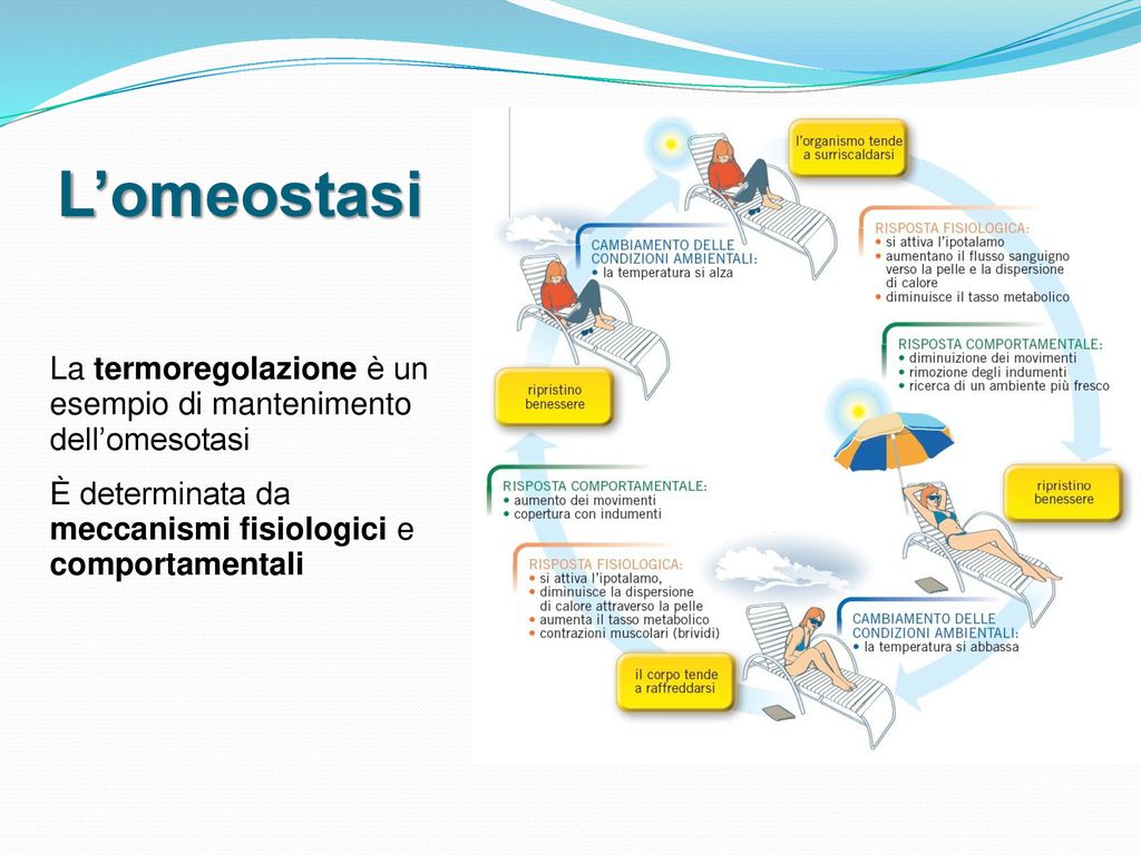 È determinata da meccanismi fisiologici e comportamentali.