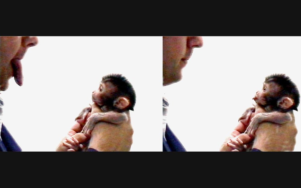 neuroni-specchio-scimmia-imita-linguaccia